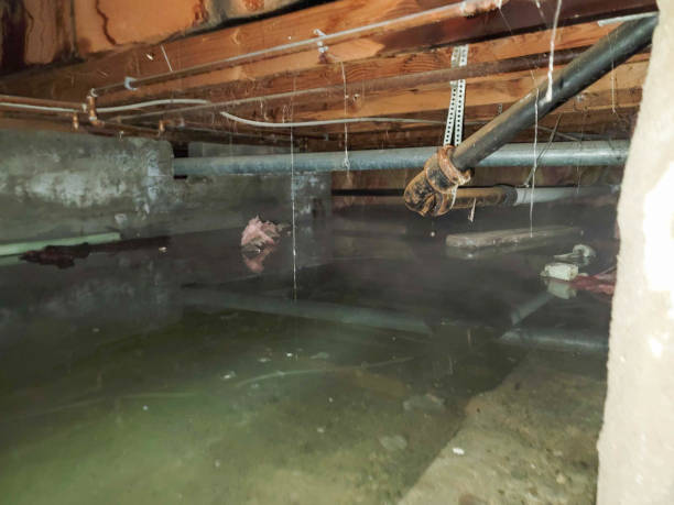 Best Water damage restoration specialists  in Shawneeland, VA