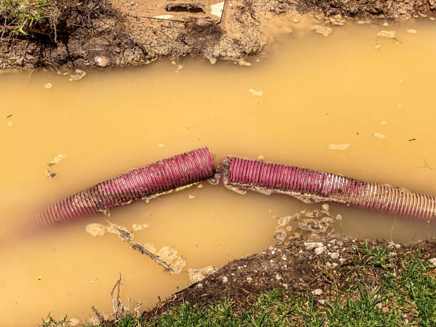 Best Carpet water damage restoration  in Shawneeland, VA